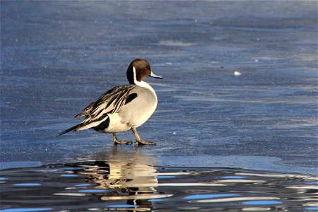 A Northern Pintail duck looks spectacular in the late afternoon sun at the National Elk Refuge. Credit: USFWS / Ann Hough, National Elk Refuge volunteer photo