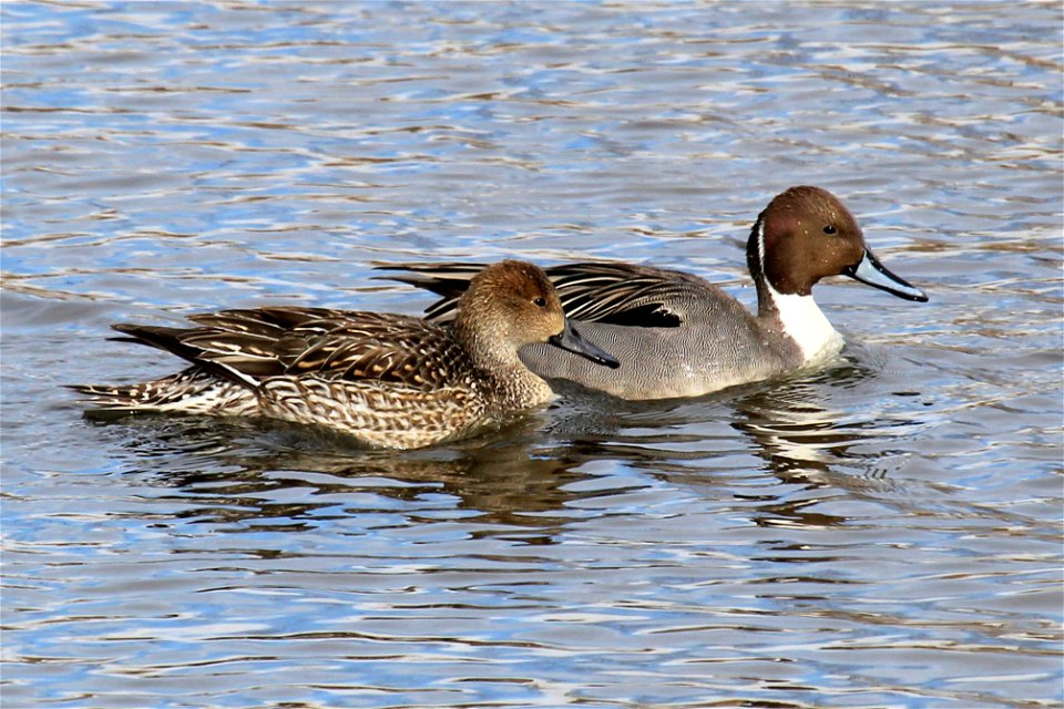 Northern pintails search for seeds, weeds, snails, aquatic insects, and other types of food around the refuge lakes.

Photo Credit: USFWS / Georgia Hart, Rocky Mountain Arsenal National Wildlife Refug