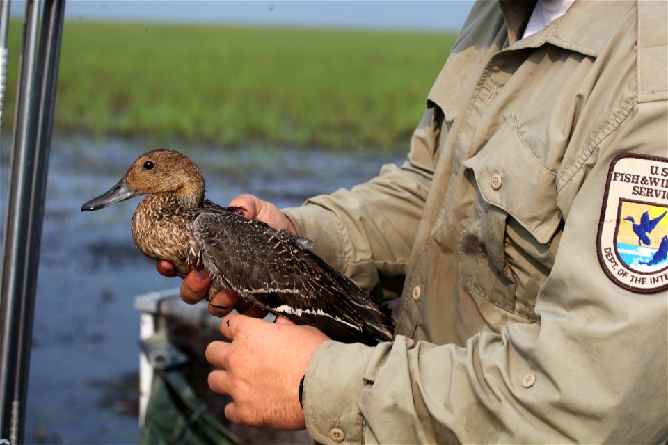 USFWS waterfowl biologist bands a northern pintail as a part of the Western Canada Cooperative Waterfowl Banding Program.

You are free to use this photo with the following credit: Joseph Sands, USFWS