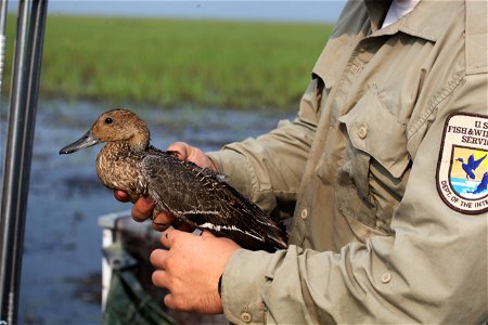 USFWS waterfowl biologist bands a northern pintail as a part of the Western Canada Cooperative Waterfowl Banding Program. You are free to use this photo with the following credit: Joseph Sands, USFWS photo