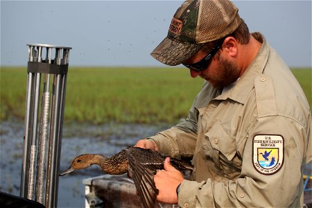 USFWS waterfowl biologist bands a northern pintail as a part of the Western Canada Cooperative Waterfowl Banding Program.

You are free to use this photo with the following credit: Joseph Sands, USFWS