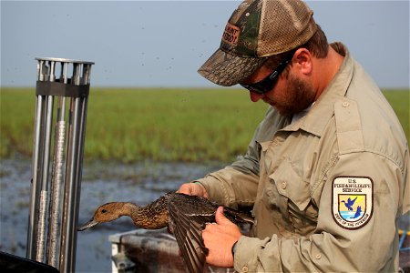 USFWS waterfowl biologist bands a northern pintail as a part of the Western Canada Cooperative Waterfowl Banding Program. You are free to use this photo with the following credit: Joseph Sands, USFWS photo