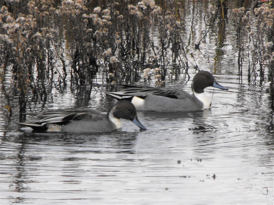 Pintails in Snow Goose Pool, Wildlife Loop at Chincoteague National Wildlife Refuge.


Credit: Emma Kerr/USFWS