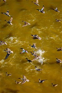 My name is Thierry Massihians and I'm a professional photographer established in Monterrey Mexico. This picture is part of a series I took in February 2007 during a flight above the swamp area of the 