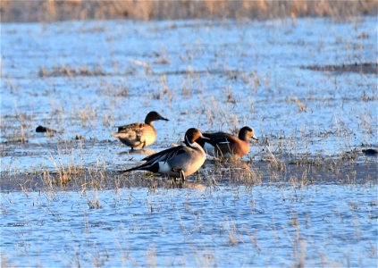 A northern pintail drake rests on a shallow wetland in Cascade County. April 2018 Public domainPublic domainfalsefalse This image is a work of the Natural Resources Conservation Service, part photo