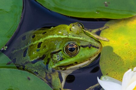 Animal pond nature