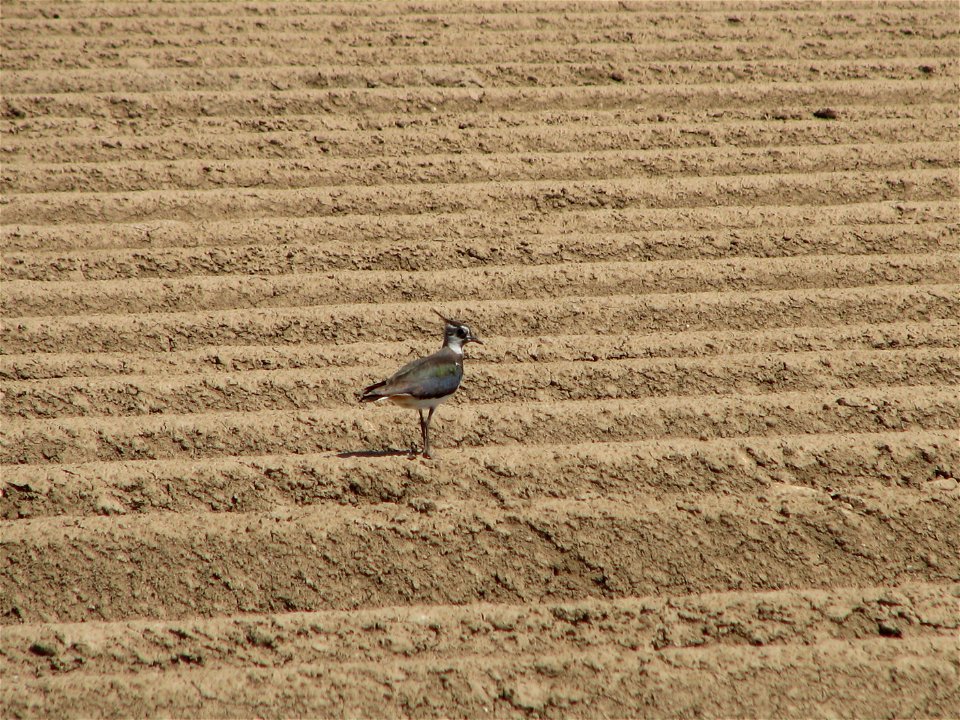 Vanellus vanellus en   

 Kiebitz auf offener Ackerfläche in Niederbayern, Deutschland