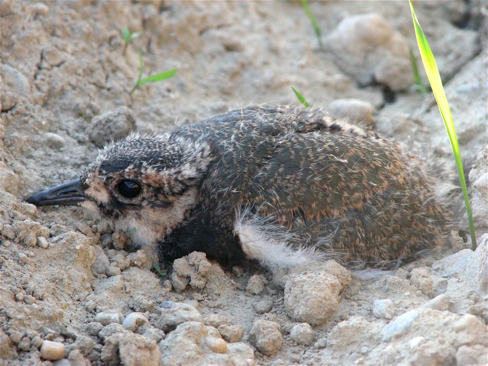 Vanellus vanellus , deutsch Kiebietz