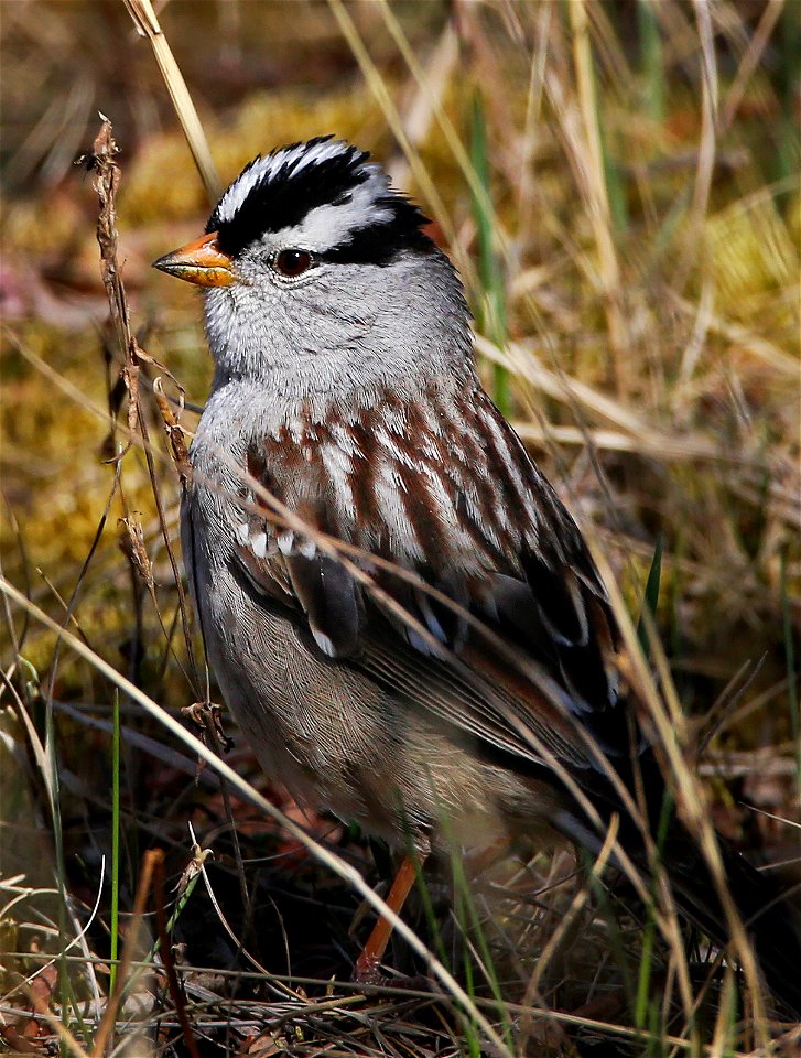 White-Crowned Sparrow