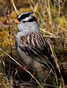 White-Crowned Sparrow photo