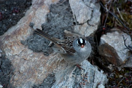 White-crowned Sparrow photo