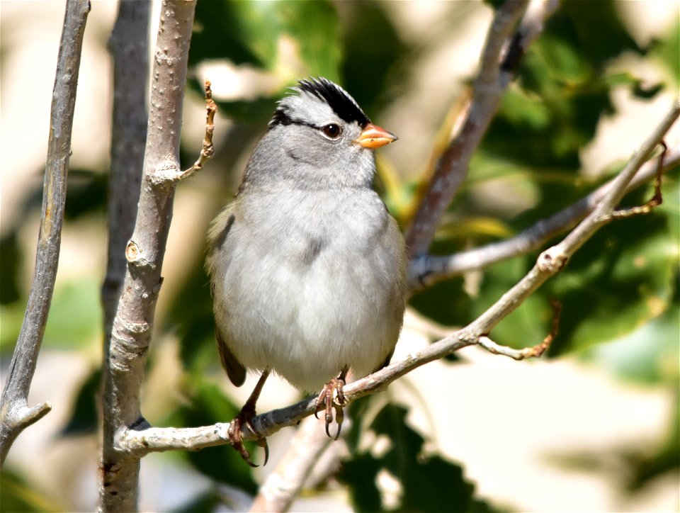 Photo: Tom Koerner/USFWS