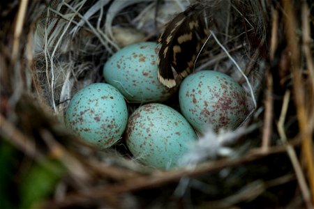White-crowned Sparrow nest photo