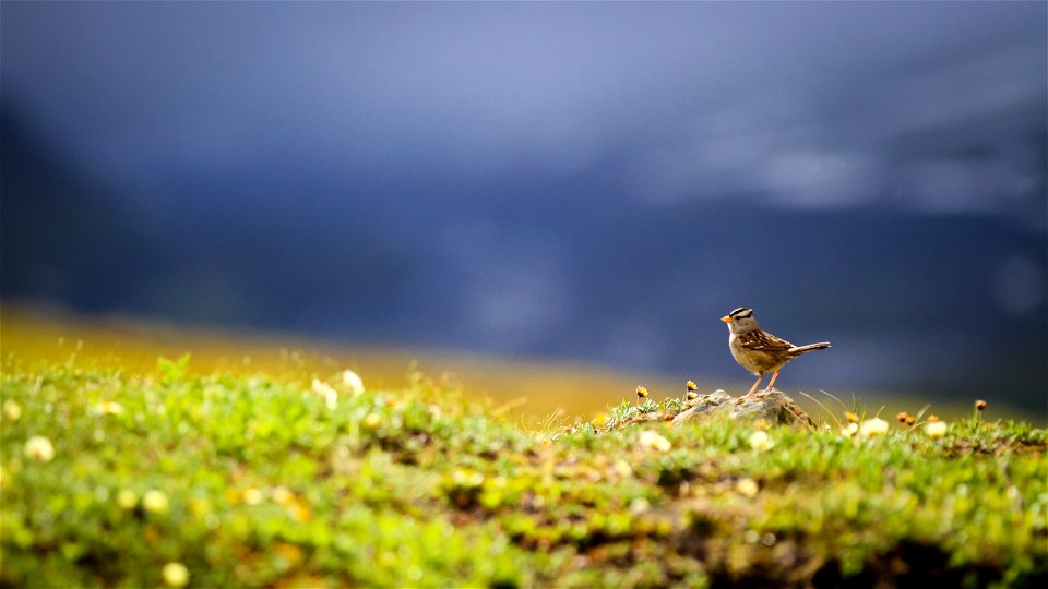 White-crowned Sparrow photo