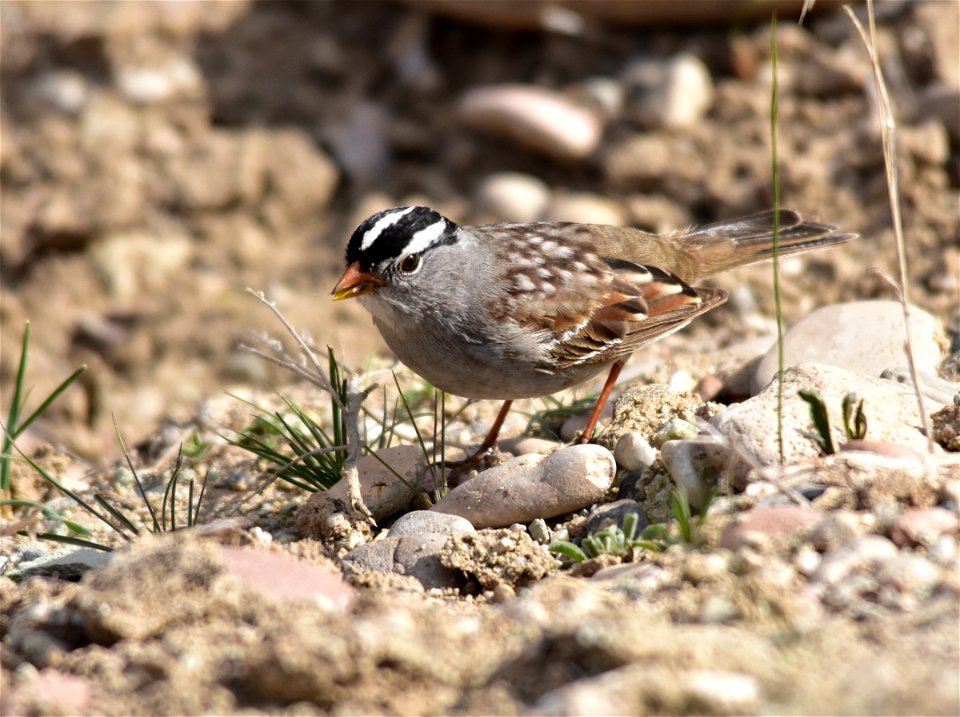 Photo: Tom Koerner/USFWS