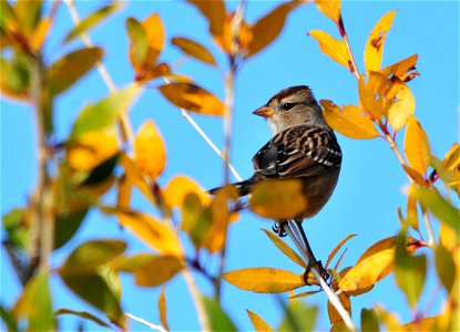 A juvenille white-crowned sparrow rests in a narrow-leaf cottonwood on Seedskadee NWR. White-crowned sparrows are common spring and fall migrants through the Refuge. Photo: Tom Koerner/USFWS photo