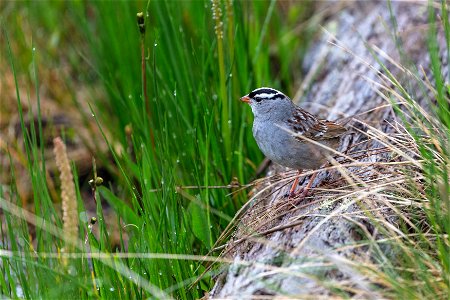 White-crowned sparrow (Zonotrichia leucophrys) along the Artists Paintpots Trail