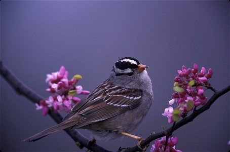 : White-crowned Sparrow (Zonotrichia leucophrys) photo