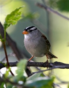 : White-crowned Sparrow (Zonotrichia leucophrys) photo