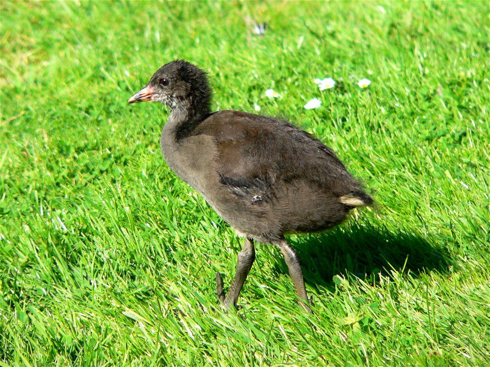 Mai 2005

Photo taken by user de:Benutzer:BS Thurner Hof
young chick of Gallinula chloropus (German name "Teichhuhn" means this species)