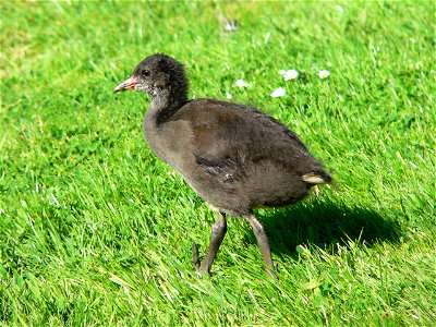 Mai 2005

Photo taken by user de:Benutzer:BS Thurner Hof
young chick of Gallinula chloropus (German name "Teichhuhn" means this species)