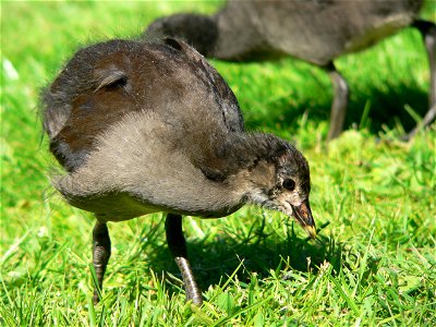 Mai 2005

Photo taken by user de:Benutzer:BS Thurner Hof
young chick of Gallinula chloropus (German name "Teichhuhn" means this species)