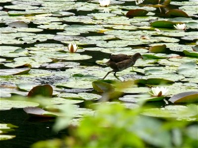 Immature Moorhen campering across the lake, nr Canonteign Falls, South Devon, U.K.
