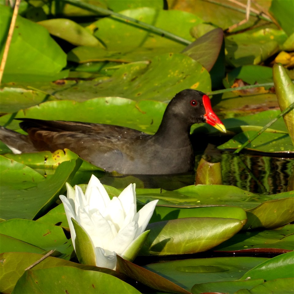 Poule d'eau prise le 5 août 2014 dans le delta du fleuve côtier le Fangu, en Corse, France.. La Gallinule poule d'eau (Gallinula chloropus) ou plus simplement poule d'eau, est une espèce d'oiseau appa