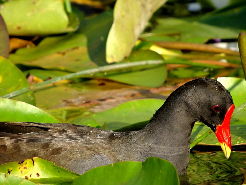 The common moorhen (Gallinula chloropus) (also known as the "swamp chicken") is a bird species in the Rallidae family. It is distributed across many parts of the Old World. The common moorhen lives ar