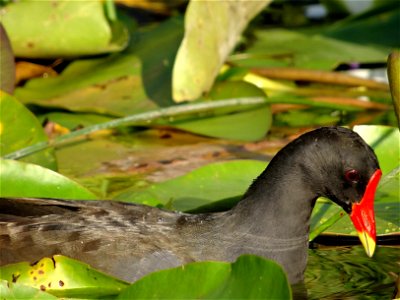 The common moorhen (Gallinula chloropus) (also known as the "swamp chicken") is a bird species in the Rallidae family. It is distributed across many parts of the Old World. The common moorhen lives ar