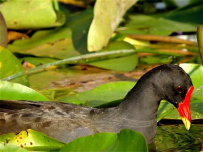 The common moorhen (Gallinula chloropus) (also known as the "swamp chicken") is a bird species in the Rallidae family. It is distributed across many parts of the Old World. The common moorhen lives ar photo