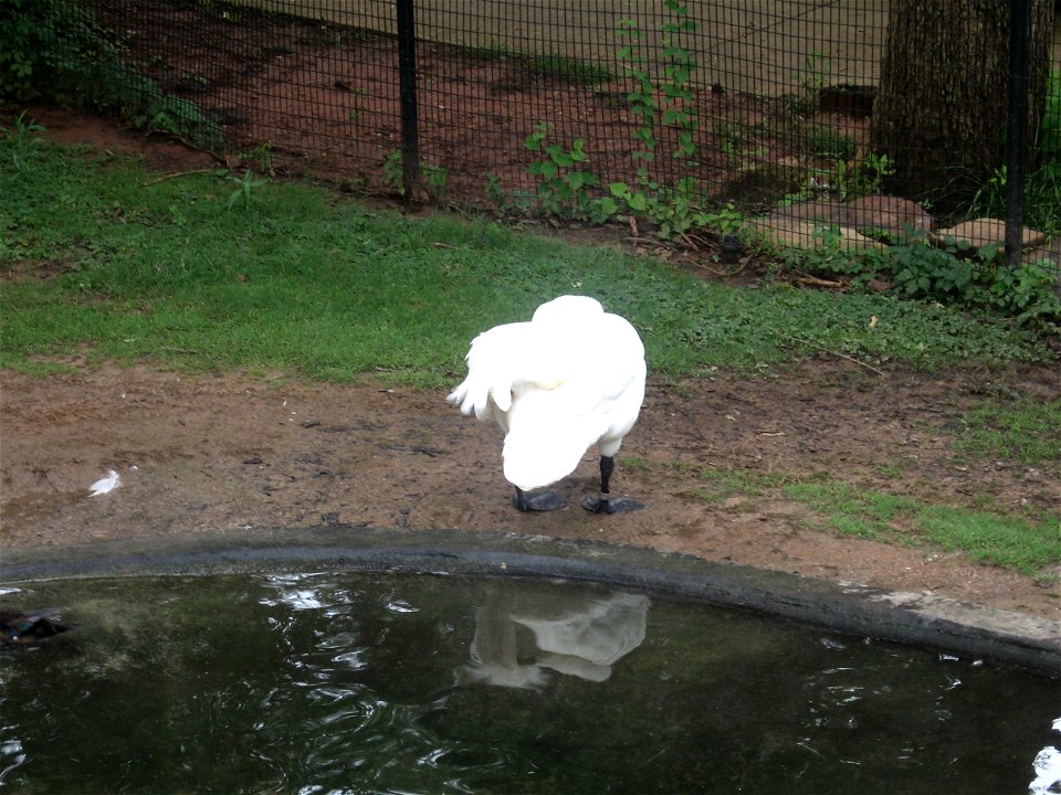 A Tundra Swan preening.