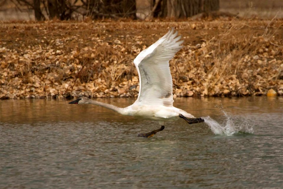 Earlier this spring we had a trumpeter swan hanging around the hatchery. They are fairly rare in this area and are considered threatened in Minnesota. Although this is only a juvenile, trumpeter swans