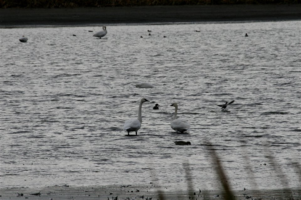 Tundra Swans pair monogamously until one partner dies. Should one partner die long before the other, the surviving bird often will not mate again for some years, or even for its entire life.

Photo Cr