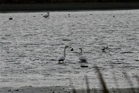 Tundra Swans pair monogamously until one partner dies. Should one partner die long before the other, the surviving bird often will not mate again for some years, or even for its entire life.

Photo Cr