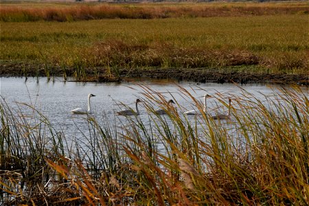 Tundra swans are the smallest and most numerous swans at J. Clark Salyer NWR. The adults are white, while the young are gray. Photo Credit: Colette Guariglia/USFWS photo