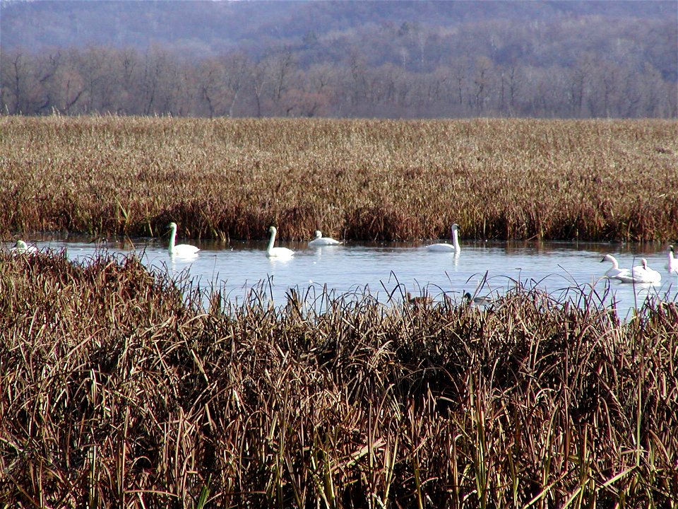 Tundra Swans hang out in the refuge.