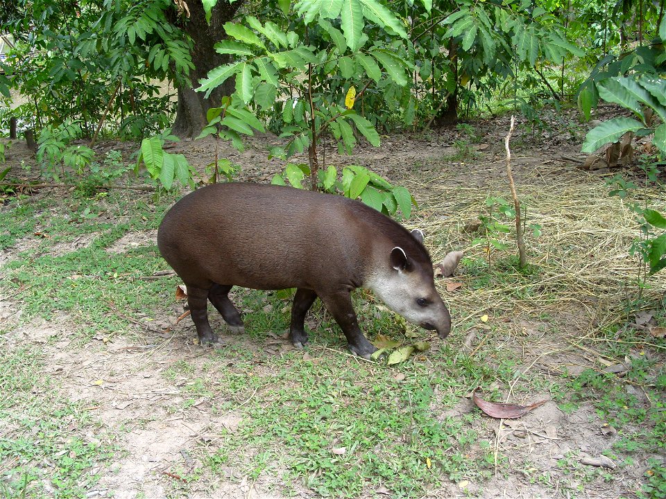 Danta o tapir en el Bio-Parque los Ocarros Villavicencio - Meta, Colombia