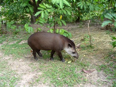 Danta o tapir en el Bio-Parque los Ocarros Villavicencio - Meta, Colombia