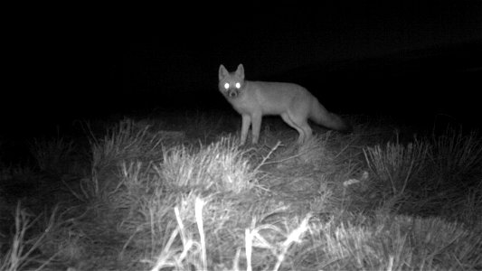 Swift Fox captured on a game camera at Pueblo Chemical Depot

Photo: Rickey Jones/USFWS