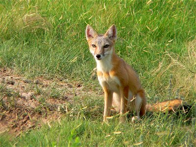 This Swift fox (Vulpes velox) doesn't mind living in town (a black-tailed prairie dog town), where the grocery store is never far. He prefers to do his shopping at night and just might bump into his photo