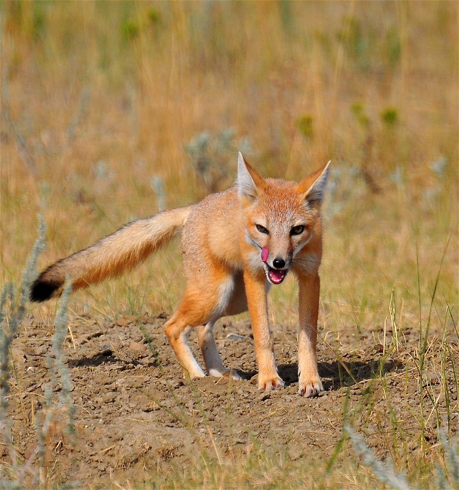 More than 3,000 species of wildlife occur on BLM’s more than 245 million acres in 23 States, dispersed over some of the Nation’s most ecologically diverse and essential habitat. In fact, the BLM manag