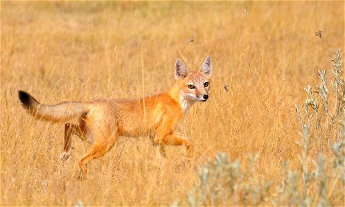 More than 3,000 species of wildlife occur on BLM’s more than 245 million acres in 23 States, dispersed over some of the Nation’s most ecologically diverse and essential habitat. In fact, the BLM manag