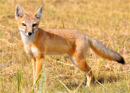 More than 3,000 species of wildlife occur on BLM’s more than 245 million acres in 23 States, dispersed over some of the Nation’s most ecologically diverse and essential habitat. In fact, the BLM manag