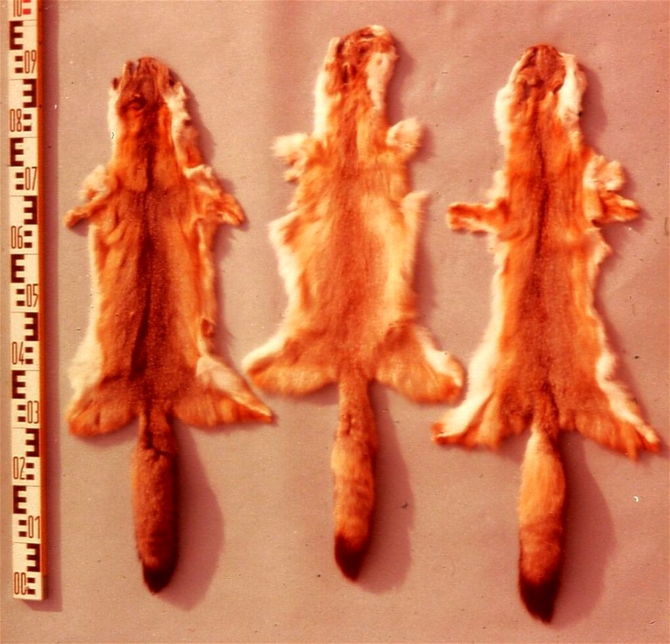 Swift fox fur skins (Vulpes velox). Fur skin collection, Bundes-Pelzfachschule, Frankfurt/Main, Germany
