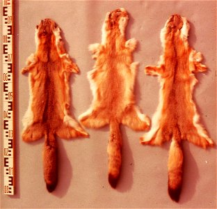 Swift fox fur skins (Vulpes velox). Fur skin collection, Bundes-Pelzfachschule, Frankfurt/Main, Germany photo
