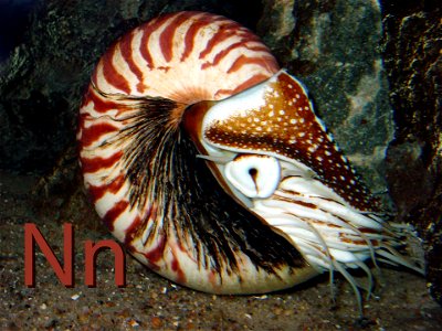Nautilos amb la lletra N.