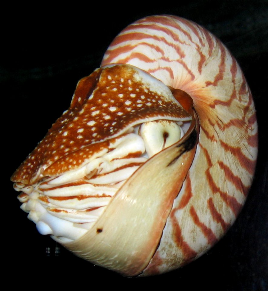 Nautilus (Henry Doorly Zoo)