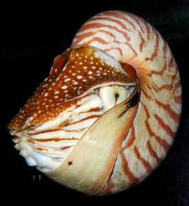Nautilus (Henry Doorly Zoo) photo