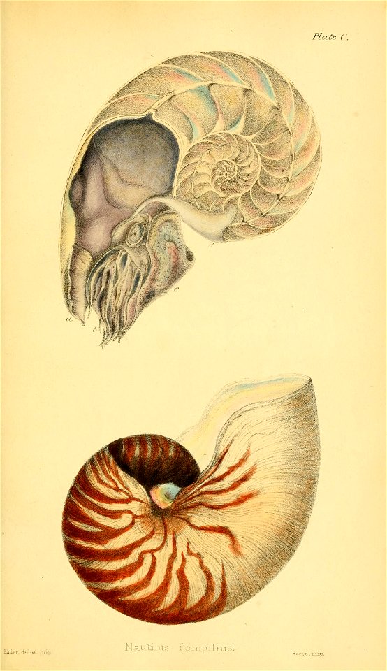 Plate C 
•nsBSHRBi 
m i 

Nautilus Pd-mpilius